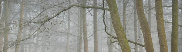 Mächtige Laubbäume Dichten Nebel Dunkle Baumsilhouetten Öffentlicher Stadtpark Wald Frühlingslandschaft — Stockfoto