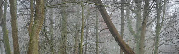 Potężne Buki Liściaste Gęstej Mgle Ciemne Drzewko Publiczny Park Miejski — Zdjęcie stockowe