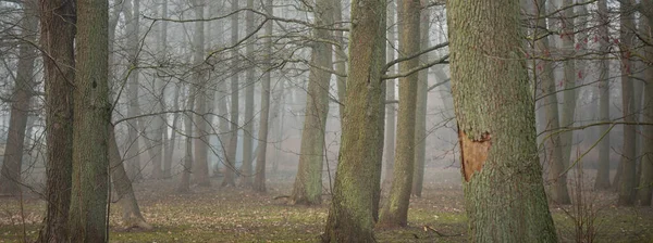 Hatalmas Lombhullató Bükkfák Sűrű Ködben Sötét Sziluettek Nyilvános Park Erdő — Stock Fotó