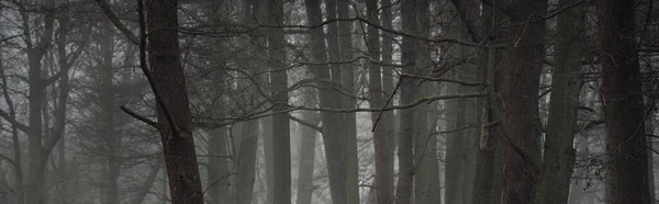 Mighty Trees Thick Fog Dark Tree Silhouettes Public City Park — Stock Fotó