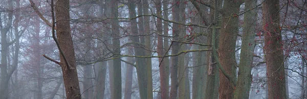Mighty Trees Thick Fog Dark Tree Silhouettes Public City Park — стоковое фото