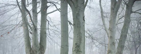 Yoğun siste güçlü ağaçlar. Karanlık ağaç siluetleri. Şehir parkı, orman. Bahar manzarası. Doğa, eko-turizm, ekoloji, çevre koruma, çevre düzenlemesi