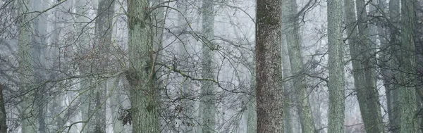 Mohutné Stromy Husté Mlze Siluety Tmavého Stromu Veřejný Park Les — Stock fotografie