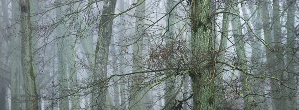 Mighty Trees Thick Fog Dark Tree Silhouettes Public City Park — ストック写真