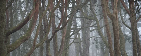 Árvores Poderosas Num Nevoeiro Espesso Sílhuetas Árvores Escuras Parque Público — Fotografia de Stock