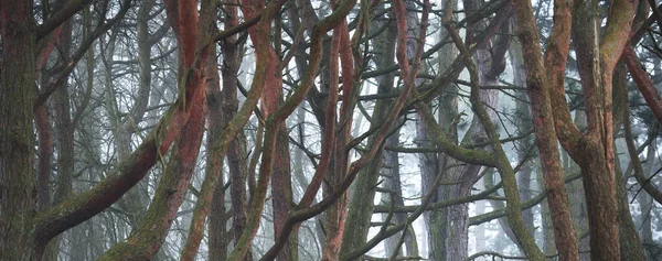 Mighty Trees Thick Fog Dark Tree Silhouettes Public City Park —  Fotos de Stock