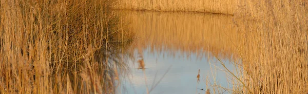 Вид Голубое Лесное Озеро Реку Закате Мягкий Солнечный Свет Чистое — стоковое фото