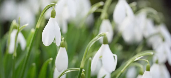 Blooming Forest Meadow White Galanthus Snowdrops Flowers Close Early Spring — Stock Photo, Image