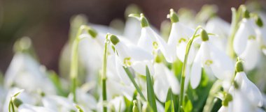 Orman parkında çiçek açan bir çayırda beyaz galanthus (kar damlaları). Saflığın sembolü, huzur, neşe, baharın başlangıcı, Paskalya. Doğa, çevre koruma. Makrofotoğrafçılık, bokeh