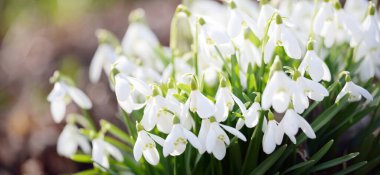 Orman parkında çiçek açan bir çayırda beyaz galanthus (kar damlaları). Saflığın sembolü, huzur, neşe, baharın başlangıcı, Paskalya. Doğa, çevre koruma. Makrofotoğrafçılık, bokeh