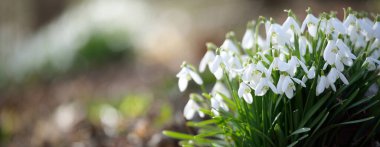 Orman parkında çiçek açan bir çayırda beyaz galanthus (kar damlaları). Saflığın sembolü, huzur, neşe, baharın başlangıcı, Paskalya. Doğa, çevre koruma. Makrofotoğrafçılık, bokeh