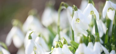 Orman parkında çiçek açan bir çayırda beyaz galanthus (kar damlaları). Saflığın sembolü, huzur, neşe, baharın başlangıcı, Paskalya. Doğa, çevre koruma. Makrofotoğrafçılık, bokeh
