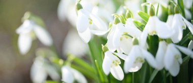 Orman parkında çiçek açan bir çayırda beyaz galanthus (kar damlaları). Saflığın sembolü, huzur, neşe, baharın başlangıcı, Paskalya. Doğa, çevre koruma. Makrofotoğrafçılık, bokeh