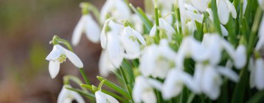 Orman parkında çiçek açan bir çayırda beyaz galanthus (kar damlaları). Saflığın sembolü, huzur, neşe, baharın başlangıcı, Paskalya. Doğa, çevre koruma. Makrofotoğrafçılık, bokeh