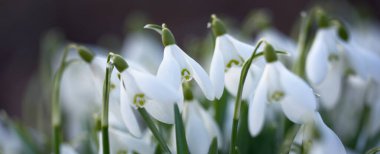 Orman parkında çiçek açan bir çayırda beyaz galanthus (kar damlaları). Saflığın sembolü, huzur, neşe, baharın başlangıcı, Paskalya. Doğa, çevre koruma. Makrofotoğrafçılık, bokeh