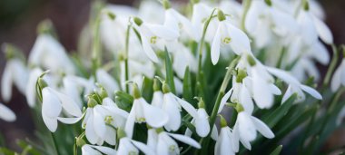 Orman parkında çiçek açan bir çayırda beyaz galanthus (kar damlaları). Saflığın sembolü, huzur, neşe, baharın başlangıcı, Paskalya. Doğa, çevre koruma. Makrofotoğrafçılık, bokeh