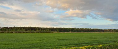 Gün batımında yeşil tarım alanının (orman çimleri) panoramik manzarası. Dramatik gökyüzü, parlayan bulutlar. Idyllic yaz kırsal manzarası. Doğa, ekoloji, eko-turizm, uzak yerler