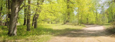 Açık bir günde Yeşil Orman Parkı 'ndan geçen patika. Yumuşak güneş ışığı, güneş ışığı, gölgeler. İlkbahar, yaz Avrupa 'da başlıyor. Doğa, çevre, ekoloji, eko-turizm, yürüyüş, yürüyüş, keşif