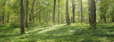 Açık bir günde Yeşil Orman Parkı 'ndan geçen patika. Yumuşak güneş ışığı, güneş ışığı, gölgeler. İlkbahar, yaz Avrupa 'da başlıyor. Doğa, çevre, ekoloji, eko-turizm, yürüyüş, yürüyüş, keşif