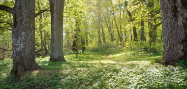 Açık bir günde Yeşil Orman Parkı 'ndan geçen patika. Yumuşak güneş ışığı, güneş ışığı, gölgeler. İlkbahar, yaz Avrupa 'da başlıyor. Doğa, çevre, ekoloji, eko-turizm, yürüyüş, yürüyüş, keşif