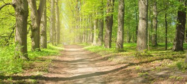 Açık bir günde Yeşil Orman Parkı 'ndan geçen patika. Yumuşak güneş ışığı, güneş ışığı, gölgeler. İlkbahar, yaz Avrupa 'da başlıyor. Doğa, çevre, ekoloji, eko-turizm, yürüyüş, yürüyüş, keşif