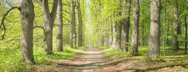 Açık bir günde Yeşil Orman Parkı 'ndan geçen patika. Yumuşak güneş ışığı, güneş ışığı, gölgeler. İlkbahar, yaz Avrupa 'da başlıyor. Doğa, çevre, ekoloji, eko-turizm, yürüyüş, yürüyüş, keşif