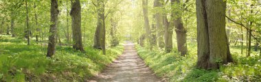 Açık bir günde Yeşil Orman Parkı 'ndan geçen patika. Yumuşak güneş ışığı, güneş ışığı, gölgeler. İlkbahar, yaz Avrupa 'da başlıyor. Doğa, çevre, ekoloji, eko-turizm, yürüyüş, yürüyüş, keşif