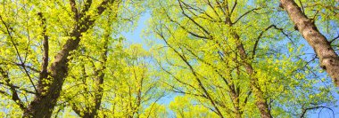 Açık bir günde Yeşil Orman Parkı 'ndan geçen patika. Yumuşak güneş ışığı, güneş ışığı, gölgeler. İlkbahar, yaz Avrupa 'da başlıyor. Doğa, çevre, ekoloji, eko-turizm, yürüyüş, yürüyüş, keşif