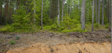 Karanlık yaprak döken ve yemyeşil ormanların arasından geçen yol. Çam, çam ağaçları, ağaç kütükleri, yeşil bitkiler, yosun. Avrupa 'da yaz. Doğa, ekoloji, çevre koruma, eko-turizm