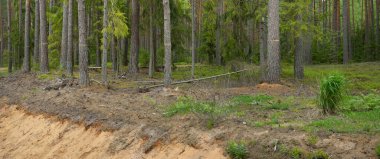 Karanlık yaprak döken ve yemyeşil ormanların arasından geçen yol. Çam, çam ağaçları, ağaç kütükleri, yeşil bitkiler, yosun. Avrupa 'da yaz. Doğa, ekoloji, çevre koruma, eko-turizm