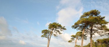 Çam ağaçları, yumuşak güneş ışığı, berrak gökyüzü, parlayan bulutlar. Baltık kıyısı. Ekoloji, temiz hava, eko-turizm, doğa. Panoramik resim