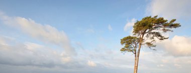 Çam ağaçları, yumuşak güneş ışığı, berrak gökyüzü, parlayan bulutlar. Baltık kıyısı. Ekoloji, temiz hava, eko-turizm, doğa. Panoramik resim