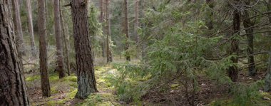 Görkemli Evergreen Ormanı. Güçlü çam ve çam ağaçları, yosun, eğrelti otu, bitkiler. Yumuşak güneş ışığı. Baharın başında. Saf doğa. Ekoloji, yürüyüş, temiz hava, sağlıklı yaşam tarzı kavramları.