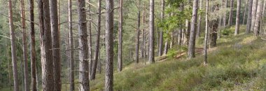 Görkemli Evergreen Ormanı. Güçlü çam ve çam ağaçları, yosun, eğrelti otu, bitkiler. Yumuşak güneş ışığı. Baharın başında. Saf doğa. Ekoloji, yürüyüş, temiz hava, sağlıklı yaşam tarzı kavramları.