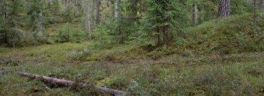 Görkemli Evergreen Ormanı. Güçlü çam ve çam ağaçları, yosun, eğrelti otu, bitkiler. Yumuşak güneş ışığı. Baharın başında. Saf doğa. Ekoloji, yürüyüş, temiz hava, sağlıklı yaşam tarzı kavramları.