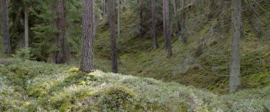 Görkemli Evergreen Ormanı. Güçlü çam ve çam ağaçları, yosun, eğrelti otu, bitkiler. Yumuşak güneş ışığı. Baharın başında. Saf doğa. Ekoloji, yürüyüş, temiz hava, sağlıklı yaşam tarzı kavramları.
