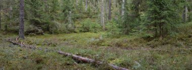 Görkemli Evergreen Ormanı. Güçlü çam ve çam ağaçları, yosun, eğrelti otu, bitkiler. Yumuşak güneş ışığı. Baharın başında. Saf doğa. Ekoloji, yürüyüş, temiz hava, sağlıklı yaşam tarzı kavramları.