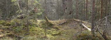 Görkemli Evergreen Ormanı. Güçlü çam ve çam ağaçları, yosun, eğrelti otu, bitkiler. Yumuşak güneş ışığı. Baharın başında. Saf doğa. Ekoloji, yürüyüş, temiz hava, sağlıklı yaşam tarzı kavramları.