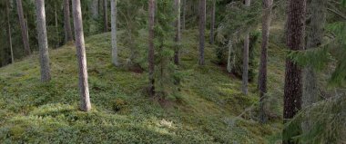 Görkemli Evergreen Ormanı. Güçlü çam ve çam ağaçları, yosun, eğrelti otu, bitkiler. Yumuşak güneş ışığı. Baharın başında. Saf doğa. Ekoloji, yürüyüş, temiz hava, sağlıklı yaşam tarzı kavramları.