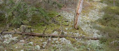 Görkemli Evergreen Ormanı. Güçlü çam ve çam ağaçları, yosun, eğrelti otu, bitkiler. Yumuşak güneş ışığı. Baharın başında. Saf doğa. Ekoloji, yürüyüş, temiz hava, sağlıklı yaşam tarzı kavramları.