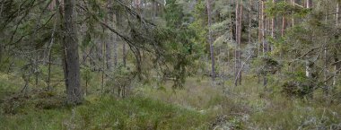 Görkemli Evergreen Ormanı. Güçlü çam ve çam ağaçları, yosun, eğrelti otu, bitkiler. Yumuşak güneş ışığı. Baharın başında. Saf doğa. Ekoloji, yürüyüş, temiz hava, sağlıklı yaşam tarzı kavramları.