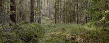 Görkemli Evergreen Ormanı. Güçlü çam ve çam ağaçları, yosun, eğrelti otu, bitkiler. Yumuşak güneş ışığı. Baharın başında. Saf doğa. Ekoloji, yürüyüş, temiz hava, sağlıklı yaşam tarzı kavramları.