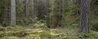 Görkemli Evergreen Ormanı. Güçlü çam ve çam ağaçları, yosun, eğrelti otu, bitkiler. Yumuşak güneş ışığı. Baharın başında. Saf doğa. Ekoloji, yürüyüş, temiz hava, sağlıklı yaşam tarzı kavramları.