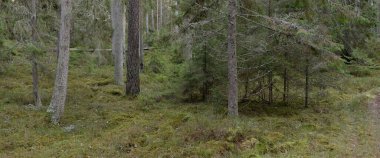 Görkemli Evergreen Ormanı. Güçlü çam ve çam ağaçları, yosun, eğrelti otu, bitkiler. Yumuşak güneş ışığı. Baharın başında. Saf doğa. Ekoloji, yürüyüş, temiz hava, sağlıklı yaşam tarzı kavramları.