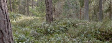 Görkemli Evergreen Ormanı. Güçlü çam ve çam ağaçları, yosun, eğrelti otu, bitkiler. Yumuşak güneş ışığı. Baharın başında. Saf doğa. Ekoloji, yürüyüş, temiz hava, sağlıklı yaşam tarzı kavramları.