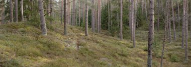 Görkemli Evergreen Ormanı. Güçlü çam ve çam ağaçları, yosun, eğrelti otu, bitkiler. Yumuşak güneş ışığı. Baharın başında. Saf doğa. Ekoloji, yürüyüş, temiz hava, sağlıklı yaşam tarzı kavramları.