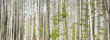 Orman kırağı ve ilk karla kaplıydı. Huş ağacı, çam ağacı, çam ağacı. Kış başlangıcı. Panoramik manzara. Doğa, mevsimler, ekoloji, ekoloji, çevre