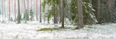 Karla kaplı çam ağacı ormanı. Kar fırtınası. Her daim yeşil olan ağaçlar. Karanlık atmosferik manzara. Idyllic kırsal kesim. Kış Harikalar Diyarı. Panoramik manzara. Saf doğa, eko-turizm.