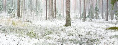 Karla kaplı çam ağacı ormanı. Kar fırtınası. Her daim yeşil olan ağaçlar. Karanlık atmosferik manzara. Idyllic kırsal kesim. Kış Harikalar Diyarı. Panoramik manzara. Saf doğa, eko-turizm.
