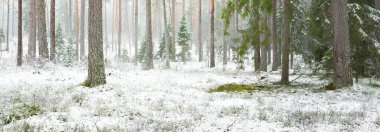 Karla kaplı çam ağacı ormanı. Kar fırtınası. Her daim yeşil olan ağaçlar. Karanlık atmosferik manzara. Idyllic kırsal kesim. Kış Harikalar Diyarı. Panoramik manzara. Saf doğa, eko-turizm.